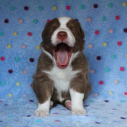 Australian Shepherd Puppies from Faith Valley Australian Shepherds