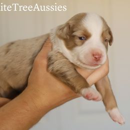Miniature Australian Shepherd and Toy Australian Shepherd Puppies from Mesquite Tree Aussies