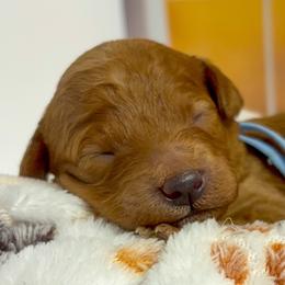 Heihei (Blue Collar) - Red  male Goldendoodle puppy in Santa Clara, Utah from Desert Dawn Doodles