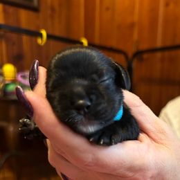 Loretta (Turquoise) - Black and white female Cocker Spaniel puppy in Columbia, South Carolina from Fleur de Lis Cockers- Cuchna Cockers