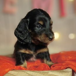 Girl 1 - Black and tan Dachshund puppy in North Port, Florida from Jessica Louise Dachshunds