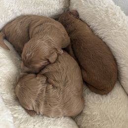 Goldendoodle and Maltipoo Puppies from DoodlesofNW