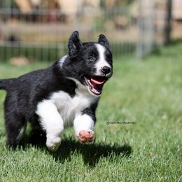 Border Collie Puppies from Contact Point Border Collies