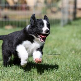 Border Collie Puppies from Contact Point Border Collies