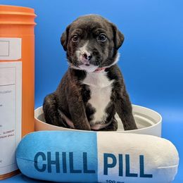 Girl 3 - female Sporty Mix puppy in Burnsville, Minnesota from Puzzle Dogs