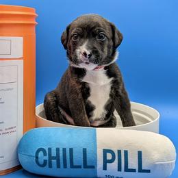 Girl 3 - female Sporty Mix puppy in Burnsville, Minnesota from Puzzle Dogs