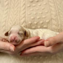 GIrl 2 - White female Cavapoo puppy in Kalamazoo, Michigan from Sleeping Bear Kennels