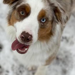 Miniature American Shepherds from Clarity MAS