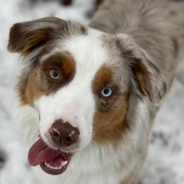 Miniature American Shepherds from Clarity MAS