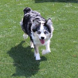 Mazikeen - Miniature Australian Shepherd