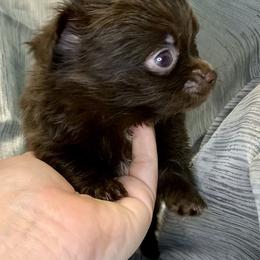 Chihuahua Puppies from Coolballow Chihuahuas