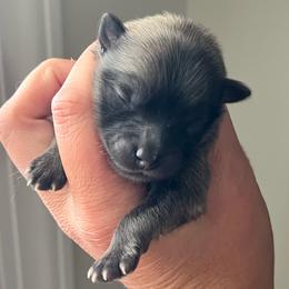 Hoss - Orange sable male Pomeranian puppy in Hernando, Mississippi from The Pom Squad