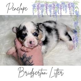 Penelope - Blue merle and white female American Corgi puppy in Greenwood, Indiana from Witch Creek Corgis