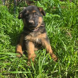 Zara - Black and red female German Shepherd puppy in Veneta, Oregon from H German Shepherds
