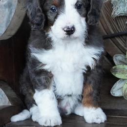 Boy 1 - Blue merle male Aussiedoodle puppy in Lawton, Oklahoma from Lindsey’s Aussies
