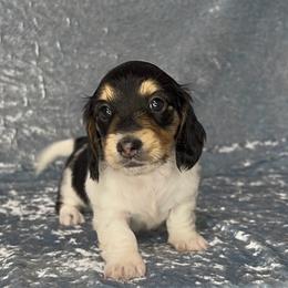 Poppy - Black and cream female Dachshund puppy in Poteau, Oklahoma from Sisters Dazzling Dachshunds