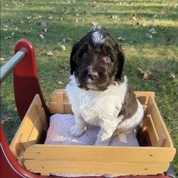 Chandler - male Newfypoo puppy in South Haven, Minnesota from Hidden Haven Poodles and Doodles