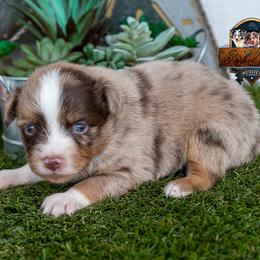 Blazing - male Toy Australian Shepherd puppy in Granbury, Texas from Best Little Aussies