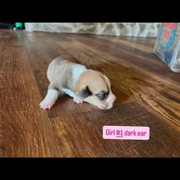 Girl 1 - Sable female Pembroke Welsh Corgi puppy in Greenwood, South Carolina from JOY Farms