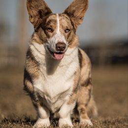Dove - Cardigan Welsh Corgi