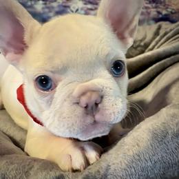 French Bulldog Puppies from Lilac City Frenchies
