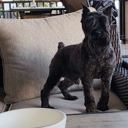 Wango - Miniature Schnauzer
