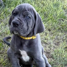 Navy - Blue female Great Dane puppy in Tyler, Texas from Blessed By Danes