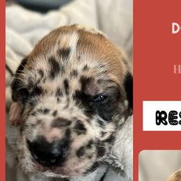 Boy 2- Donner - Harlequin Great Dane puppy in Marlow, New Hampshire from Fox Hill Danes