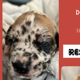 Boy 2- Donner - Harlequin Great Dane puppy in Marlow, New Hampshire from Fox Hill Danes