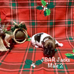 Male 2 - Tri-color male Jack Russell Terrier puppy in Bedias, Texas from JBar Jacks