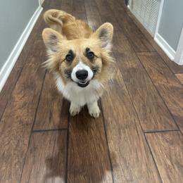 American Corgi puppies from Barker's Corgis