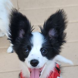 François - White and black male Papillon puppy in Vass, North Carolina from Leslie's Papillons