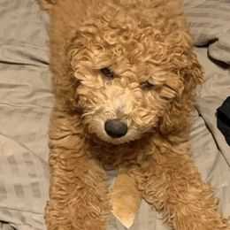 Cavalier King Charles Spaniels, Goldendoodles, and Labrador Retrievers from Whiskey City Kennels