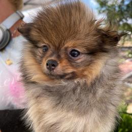 Sangria - Orange sable female Pomeranian puppy in Avon Park, Florida from Mariska's Pomeranians