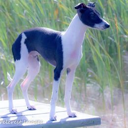 Mogul - Italian Greyhound