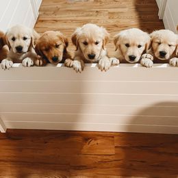 Golden Retriever Puppies from Winters Goldens