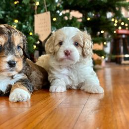 Bernedoodle and Bernese Mountain Dog Puppies from Bernedoodle.do