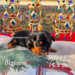 Yorkshire Terrier Puppies from Port City Yorkies LLC