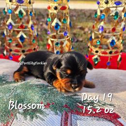 Yorkshire Terrier Puppies from Port City Yorkies LLC