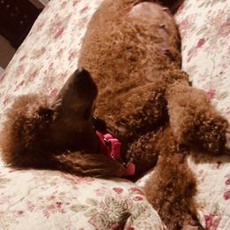 Poodle Puppies from Prissy Pants Poodles LLC