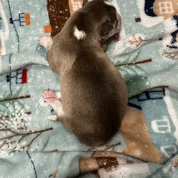 Girl 2 - Red and white female Siberian Husky puppy in Laneville, Texas from ETX Huskies