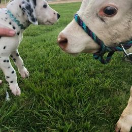 Dalmatian and Labrador Retriever Puppies from ECMO Farm Dalmatians & ECMO Farm Fox Red Labs