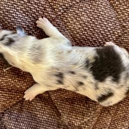 Boy 1 - Blue merle white and tan male Collie puppy in La Veta, Colorado from Belle Fleur Collies and French Bulldogs
