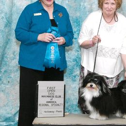 Havanese from Janet's Havanese