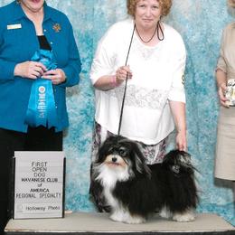 Havanese from Janet's Havanese