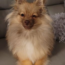 Victoria - Pomeranian