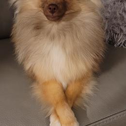 Victoria - Pomeranian