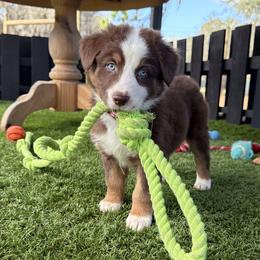 Malbec - Red tri-color male Australian Shepherd puppy in Oak Hill, Florida from Swingin T Ranch LLC