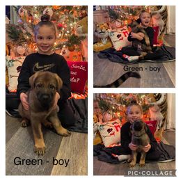 German Shepherd Puppies from Georgene German Shepherds