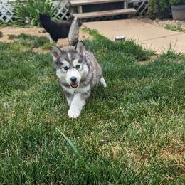 Olivia - Siberian Husky puppy from Wyant Farms